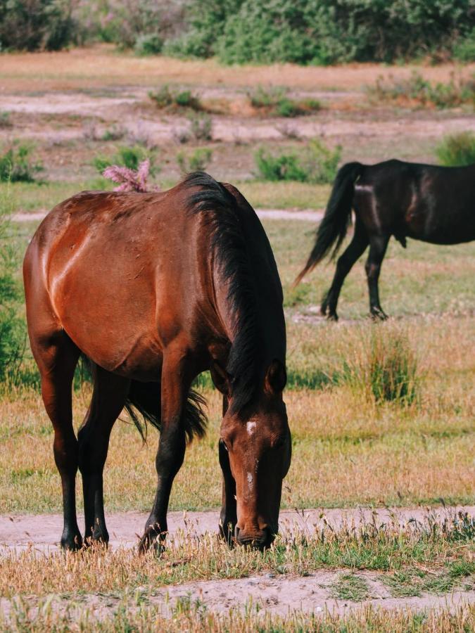 Casa De Vacanta Rodica Sulina Eksteriør billede